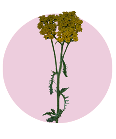 گیاه بومادران در دیاکو ایلام